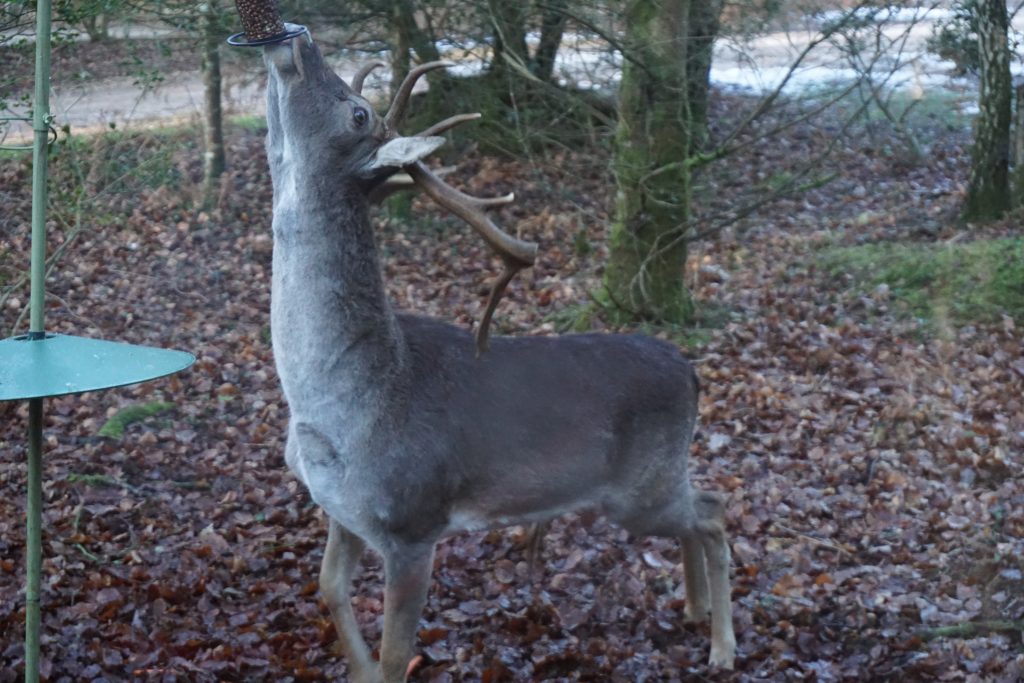 Deer at Setthorns campsite